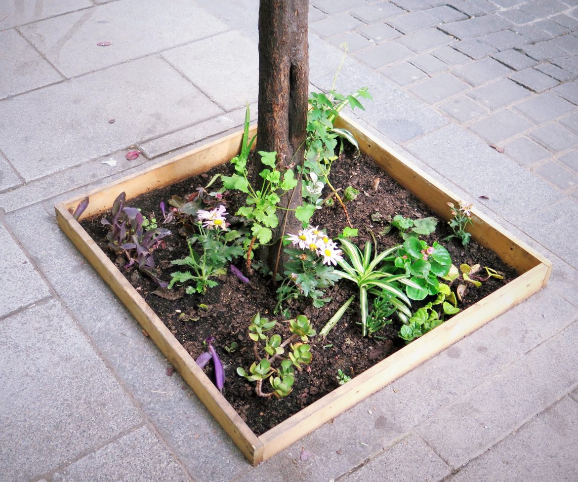 The fight to reclaim Madrid’s abandoned plots, one plant at a time MNF